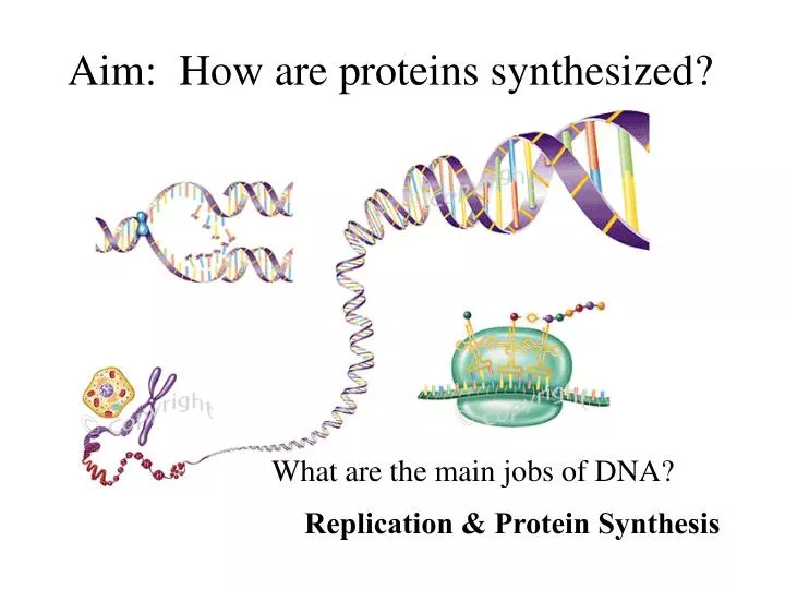aim how are proteins synthesized