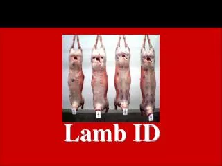 Lamb ID