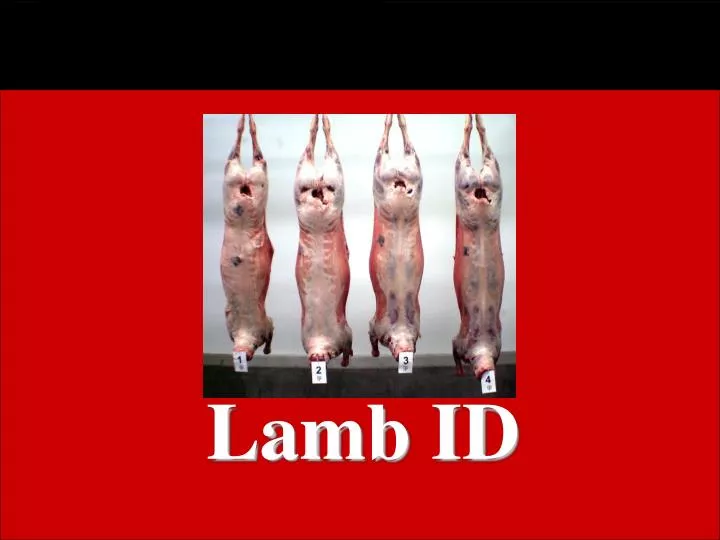 lamb id