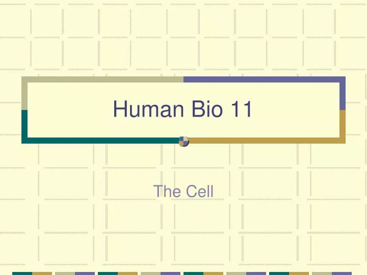 human bio 11