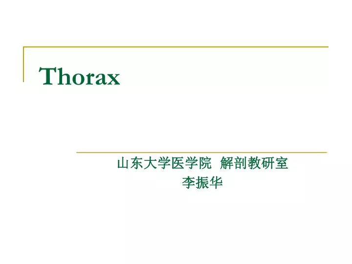 thorax