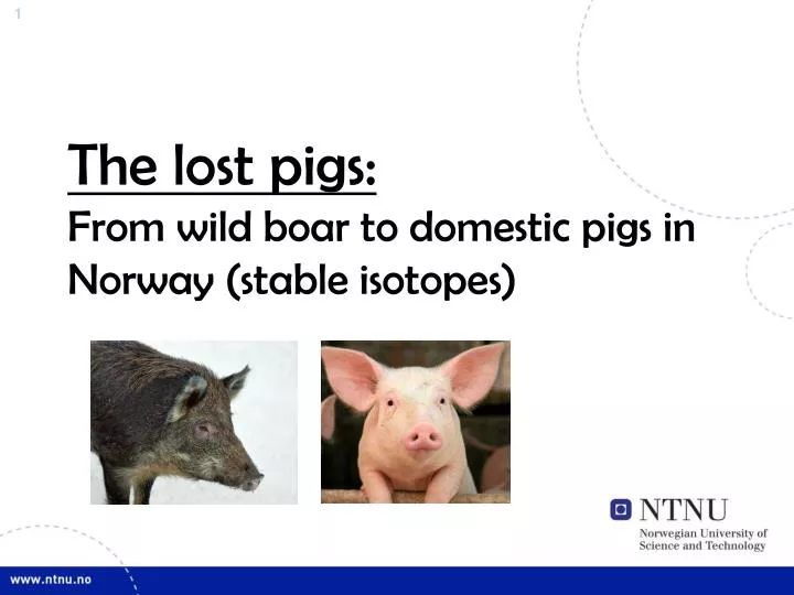 the lost pigs from wild boar to domestic pigs in norway stable isotopes