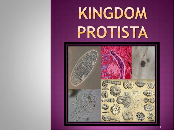 kingdom protista