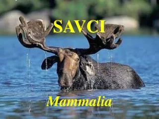savci