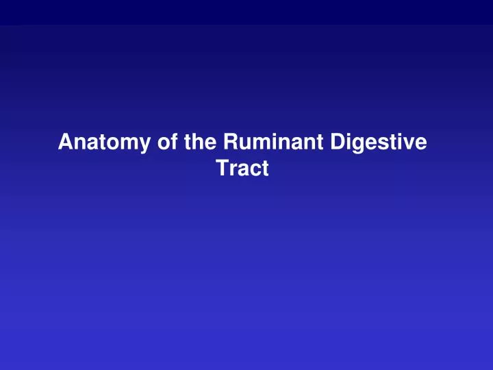 anatomy of the ruminant digestive tract