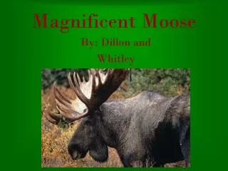 Magnificent Moose