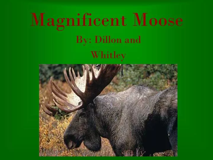 magnificent moose