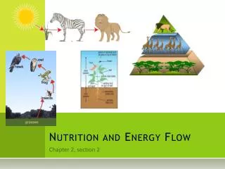 Nutrition and Energy Flow