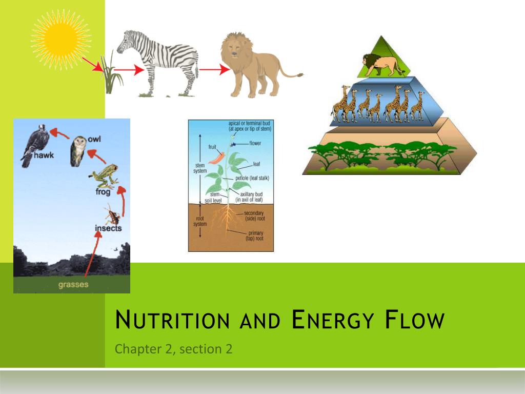 PPT - Nutrition and Energy Flow PowerPoint Presentation, free download ...