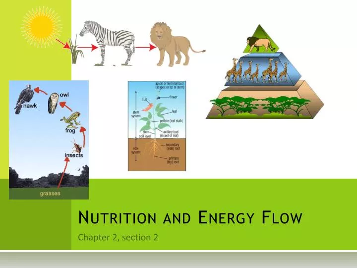 nutrition and energy flow