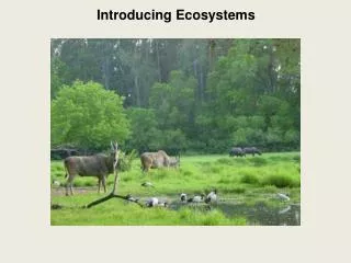 Introducing Ecosystems
