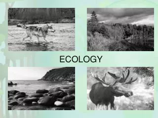 ECOLOGY