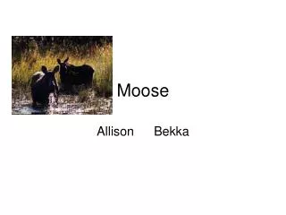 Moose