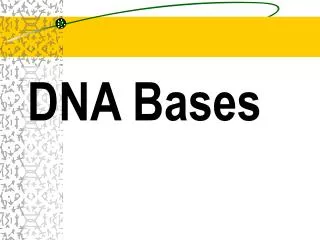 dna bases