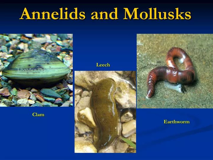 annelids and mollusks