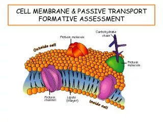 CELL MEMBRANE &amp; PASSIVE TRANSPORT FORMATIVE ASSESSMENT