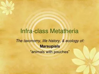 Infra-class Metatheria