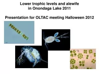 Lower trophic levels and alewife in Onondaga Lake 2011