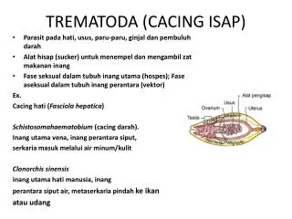 trematoda cacing isap