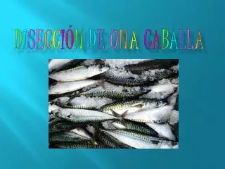 d i s e c c i n d e u n a c a b a l l a