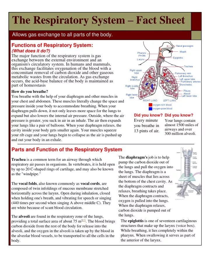 the respiratory system fact sheet