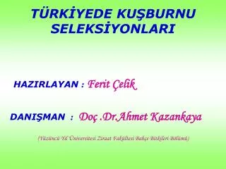 t rk yede ku burnu seleks yonlari