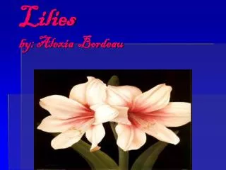 Lilies by: Alexia Bordeau
