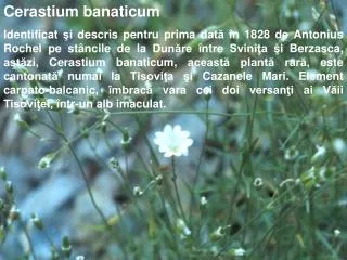 Cerastium banaticum