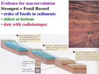 Evidence for macroevolution Strongest = Fossil Record order of fossils in sediments