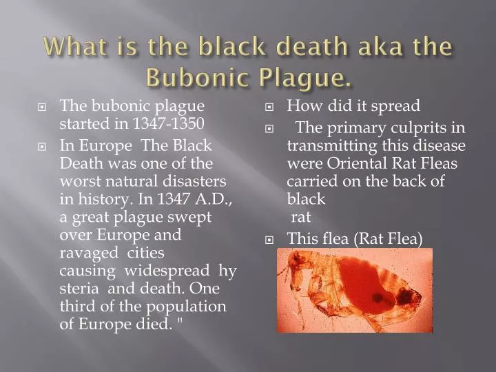 what is the black death aka the bubonic plague
