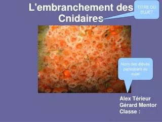 l embranchement des cnidaires