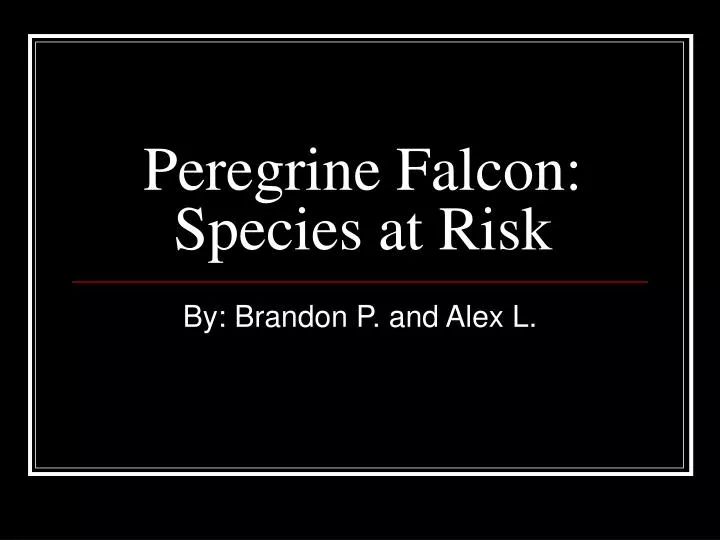 peregrine falcon species at risk
