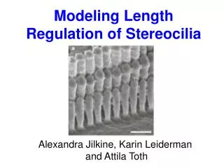 Modeling Length Regulation of Stereocilia