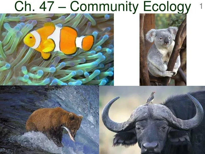 ch 47 community ecology