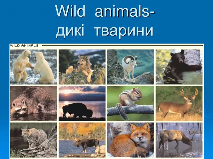 wild animals