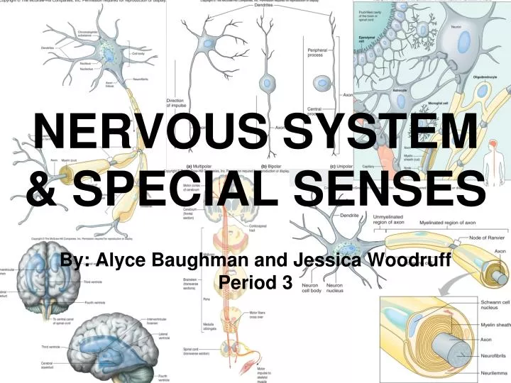 nervous system special senses