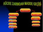Hücre zarından madde geçişi (nedeni) - slide 1