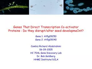 Genes That Direct Transcription Co-activator Proteins : Do they disrupt/alter seed development?