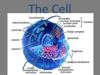 The Cell