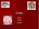 Crabs - slide 1
