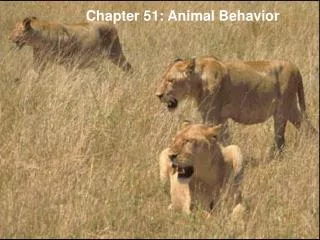 Chapter 51: Animal Behavior