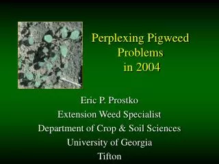 Perplexing Pigweed Problems in 2004