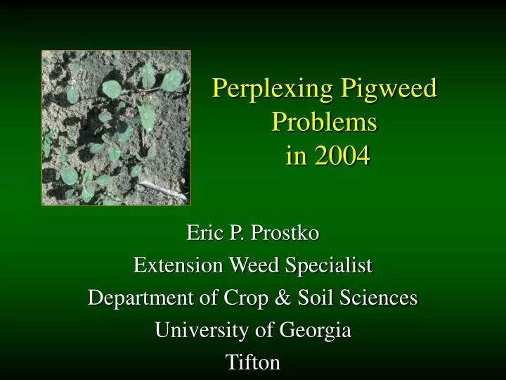 perplexing pigweed problems in 2004