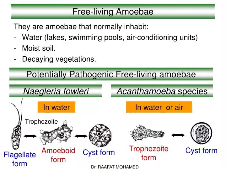 free living amoebae