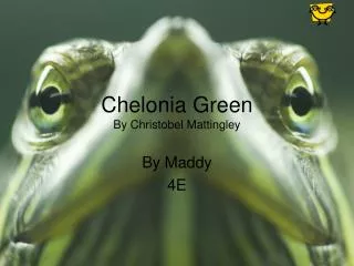 Chelonia Green By Christobel Mattingley
