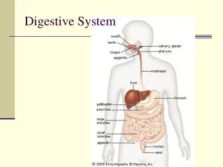 digestive system