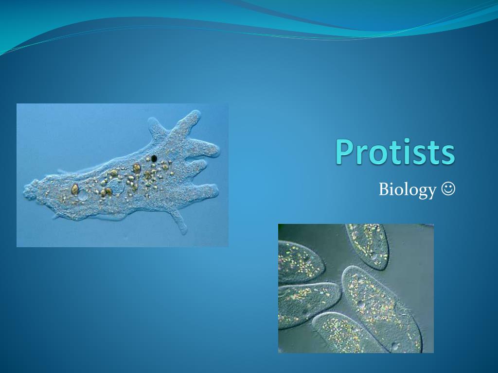 PPT - Protists PowerPoint Presentation, free download - ID:5453123