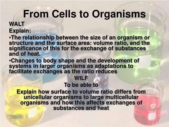 from cells to organisms