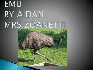 emu by aidan mrs zoanetti