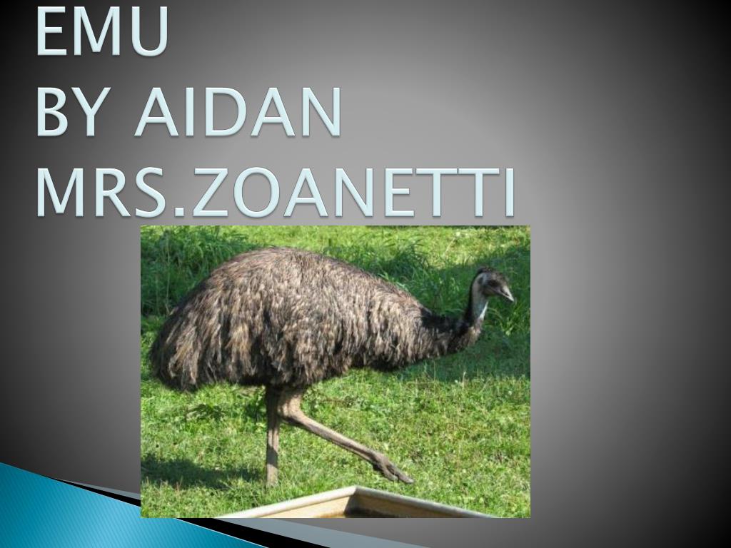 PPT - The Unique Characteristics and Habitat of the Emu PowerPoint ...